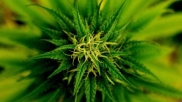 Pikieta ws. legalizacja konopi do celów medycznych