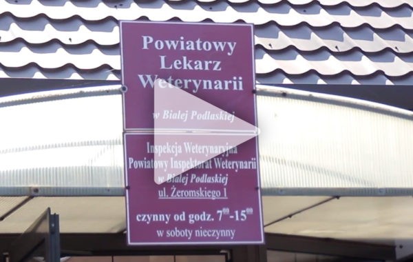 Afrykański pomór świń